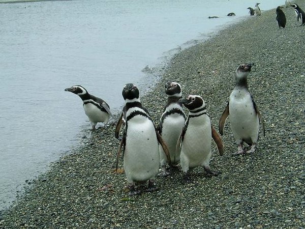 Pinguinos-magallanicos-Usuhaia (11).jpg