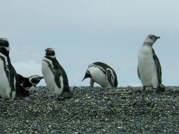 Pinguinos-magallanicos-Usuhaia (12).jpg