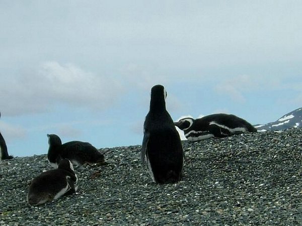Pinguinos-magallanicos-Usuhaia (13).jpg