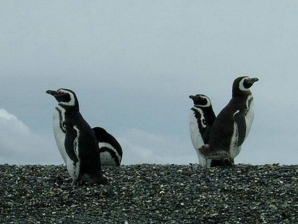 Pinguinos-magallanicos-Usuhaia (14).jpg