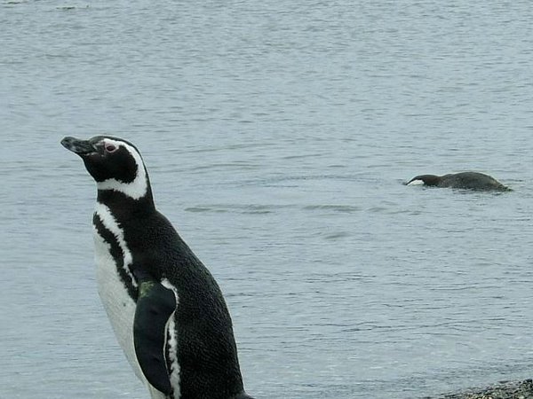 Pinguinos-magallanicos-Usuhaia (18).jpg