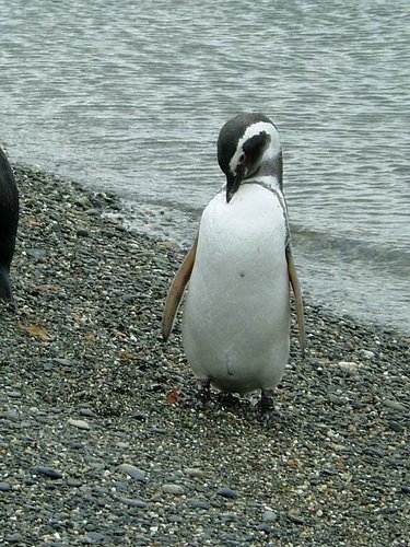 Pinguinos-magallanicos-Usuhaia (20).jpg