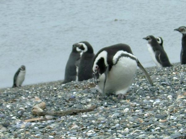 Pinguinos-magallanicos-Usuhaia (24).jpg