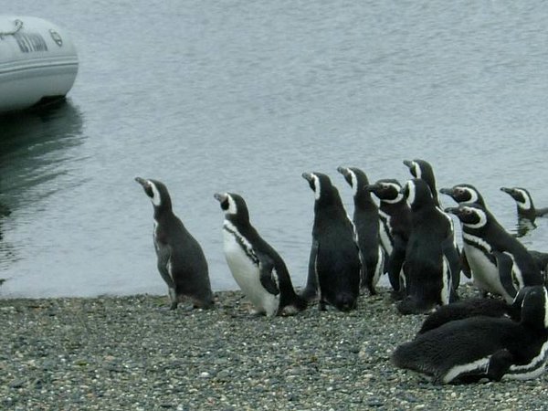Pinguinos-magallanicos-Usuhaia (62).jpg