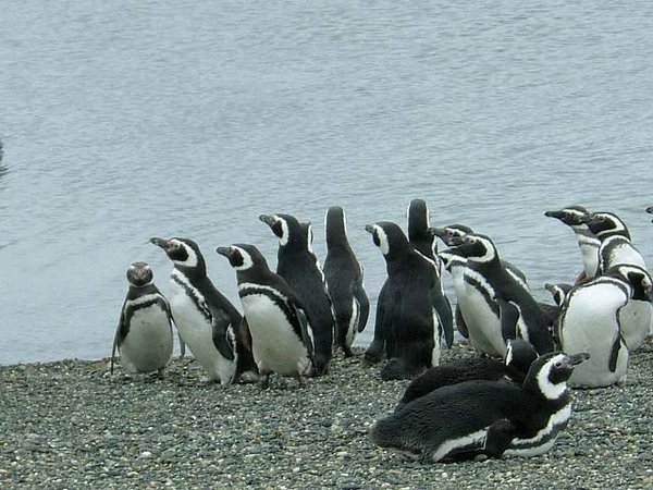 Pinguinos-magallanicos-Usuhaia (63).jpg