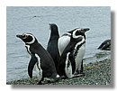 Pinguinos-magallanicos-Usuhaia (16).jpg