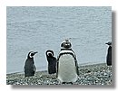 Pinguinos-magallanicos-Usuhaia (21).jpg