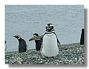 Pinguinos-magallanicos-Usuhaia (22).jpg