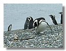 Pinguinos-magallanicos-Usuhaia (24).jpg