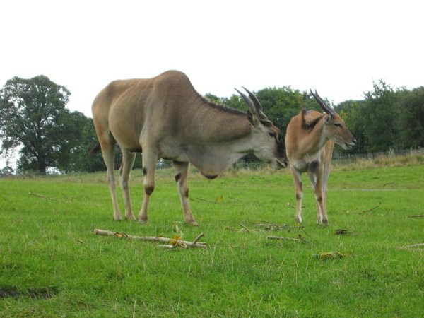 Antilopes (06).jpg