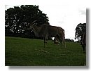 Antilopes (05).jpg