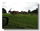 Antilopes (09).jpg