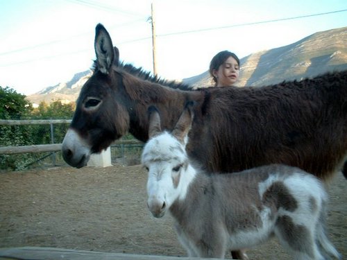 burros (6).jpg