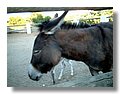 burros (1).jpg