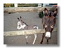 burros (2).jpg