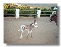 burros (5).jpg