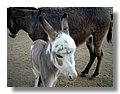 burros (7).jpg