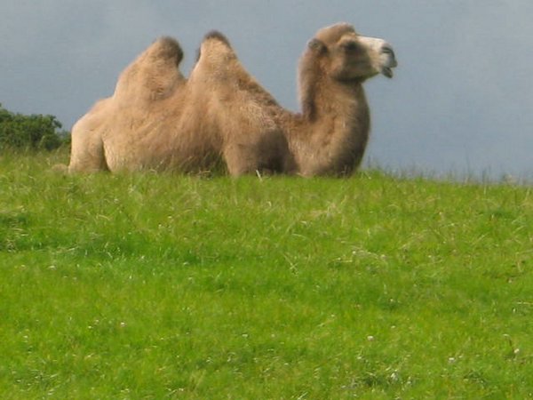 safari-camellos