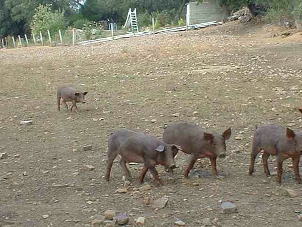 cerdo-iberico (03).jpg