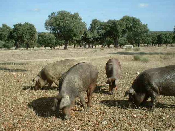 cerdos-ibéricos