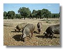 cerdo-iberico (11).jpg