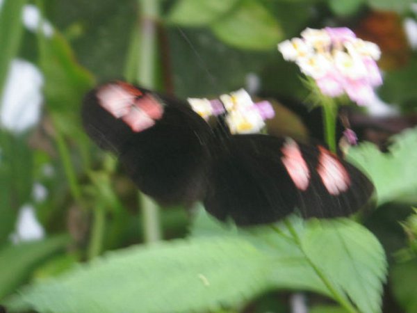 mariposas (09).jpg