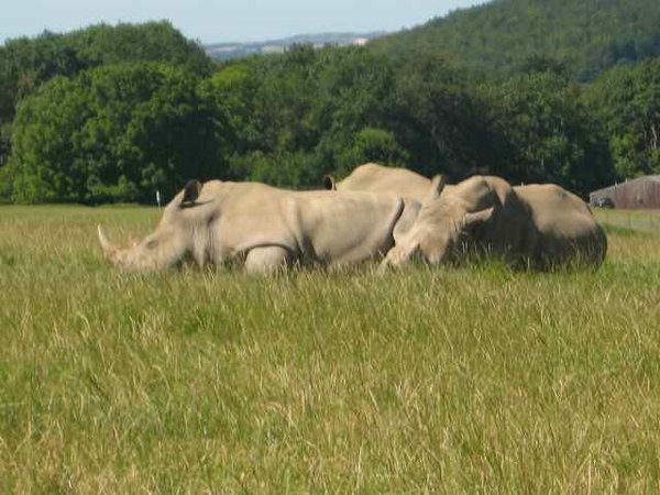 rinocerontes