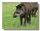 Tapir (01).jpg