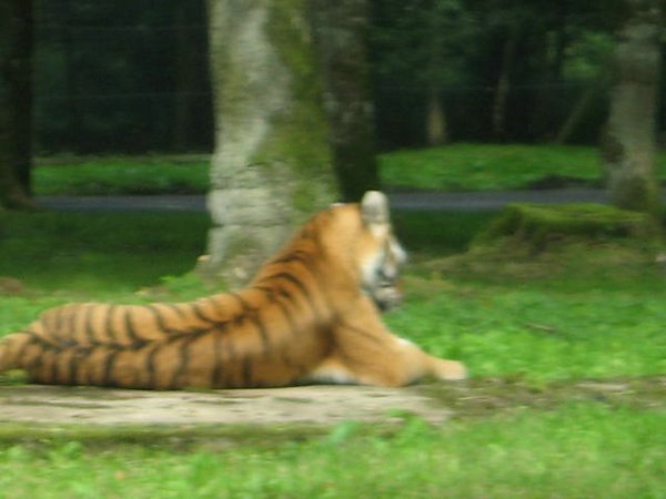 Tigre (02).jpg