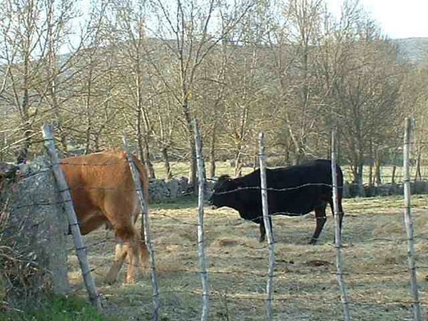 toros-vacas (05).jpg
