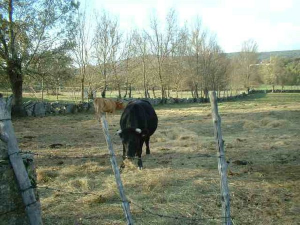toros-vacas (09).jpg