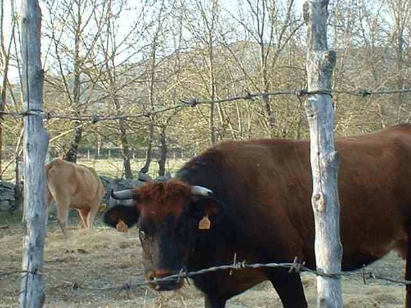 toros-vacas (10).jpg