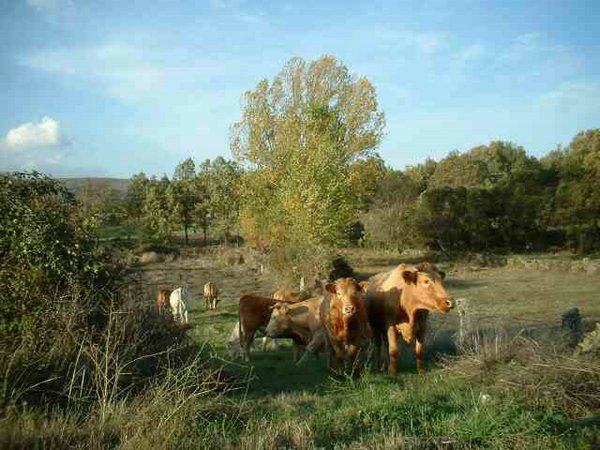 toros-vacas (12).jpg