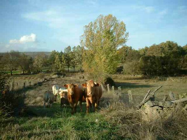 toros-vacas (13).jpg