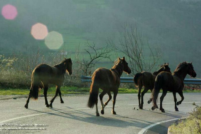 Caballos Asturianos