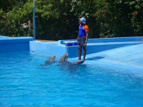 natacion-con-delfines (00).jpg