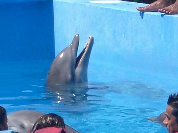 natacion-con-delfines