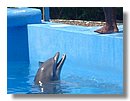 natacion-con-delfines (01).jpg