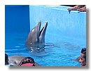 natacion-con-delfines (05).jpg