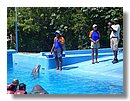 natacion-con-delfines (07).jpg
