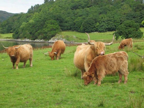 Vacas Escocia