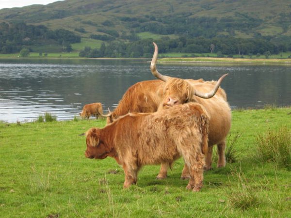 Vacas-escocia (12).jpg