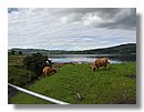 Vacas-escocia (06).jpg