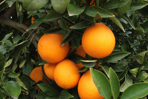 Naranjas (01).jpg