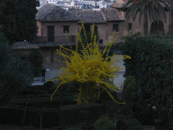 jardines-alhambra (16).JPG
