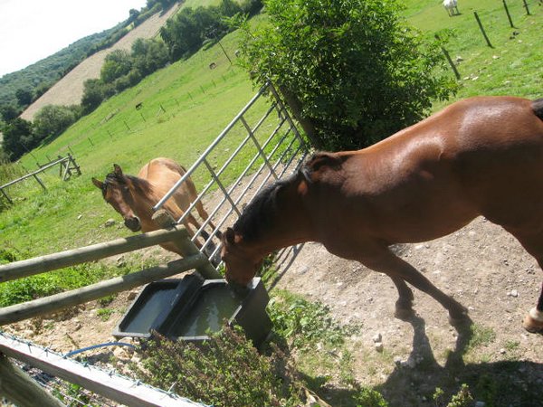 caballos-franks-farm (03).jpg