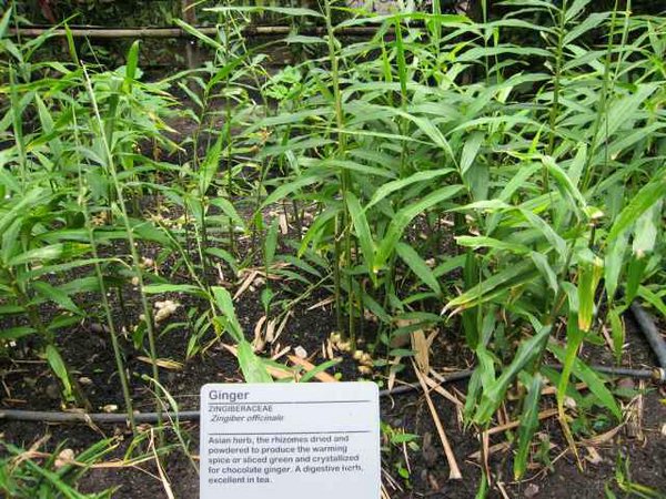 eden-project 060.jpg