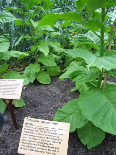 eden-project 068.jpg