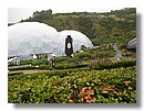 eden-project 015.jpg