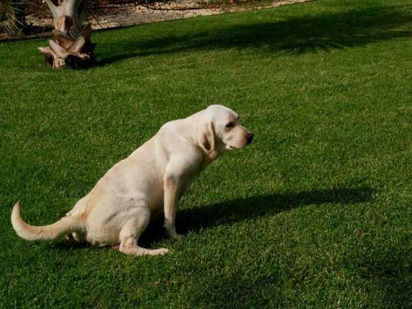 Cachorros-Perro-Labrador (00).jpg